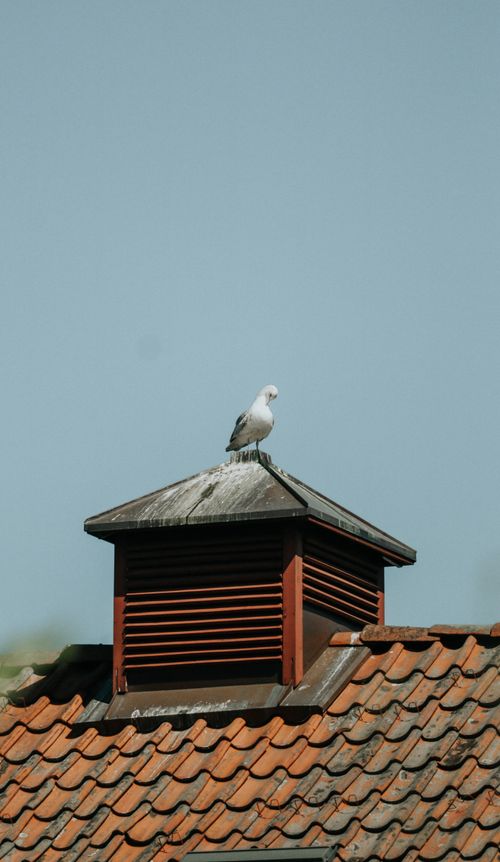 Free A seagull perches on a rooftop chimney against a clear blue sky, capturing a serene urban moment. Stock Photo