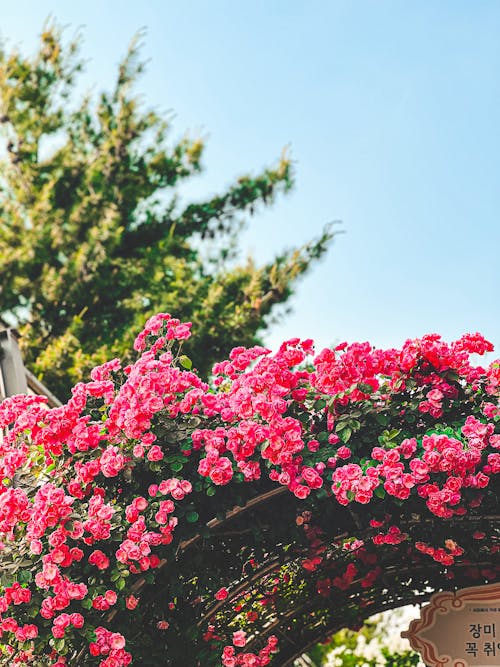 Foto d'estoc gratuïta de flor rosa, rosa rosa, Rosa vermella