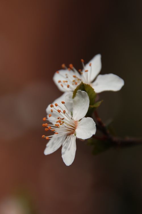 Free Delicate cherry blossom in full bloom, captured with a soft focus for a serene spring feel. Stock Photo