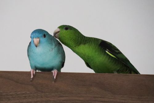 Free Sittiche Stock Photo