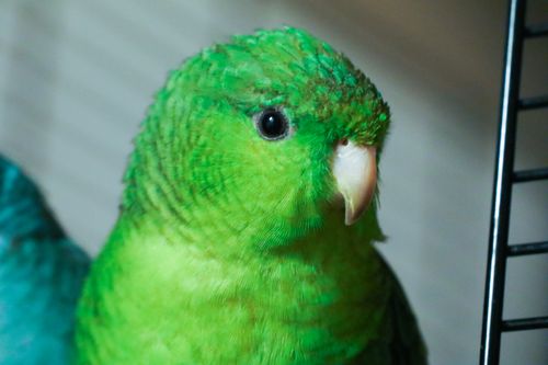 Free Katharinasittiche Stock Photo