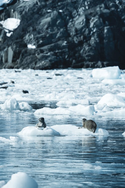 Two penguins on an ice floe in the ocean