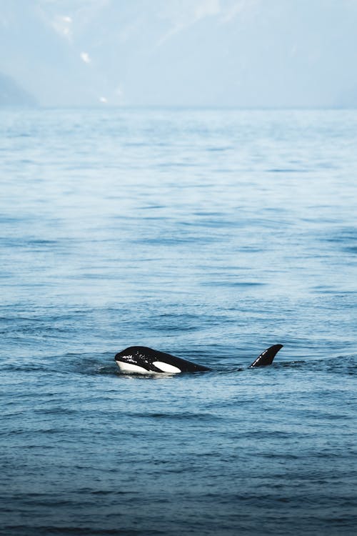 A killer whale swimming in the ocean near mountains