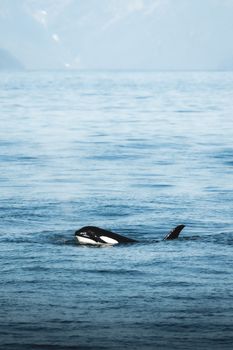 A lone orca swims gracefully in the calm blue ocean, illustrating the beauty of marine wildlife.