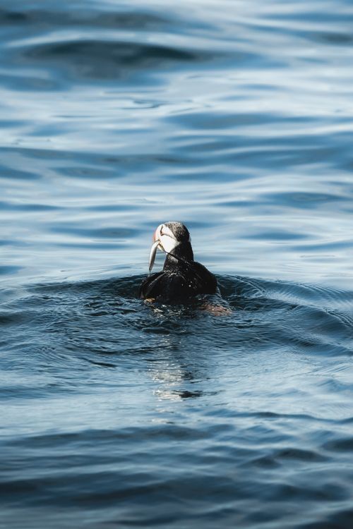 Free A puffin swims in the ocean, capturing its natural behavior and vibrant plumage. Stock Photo