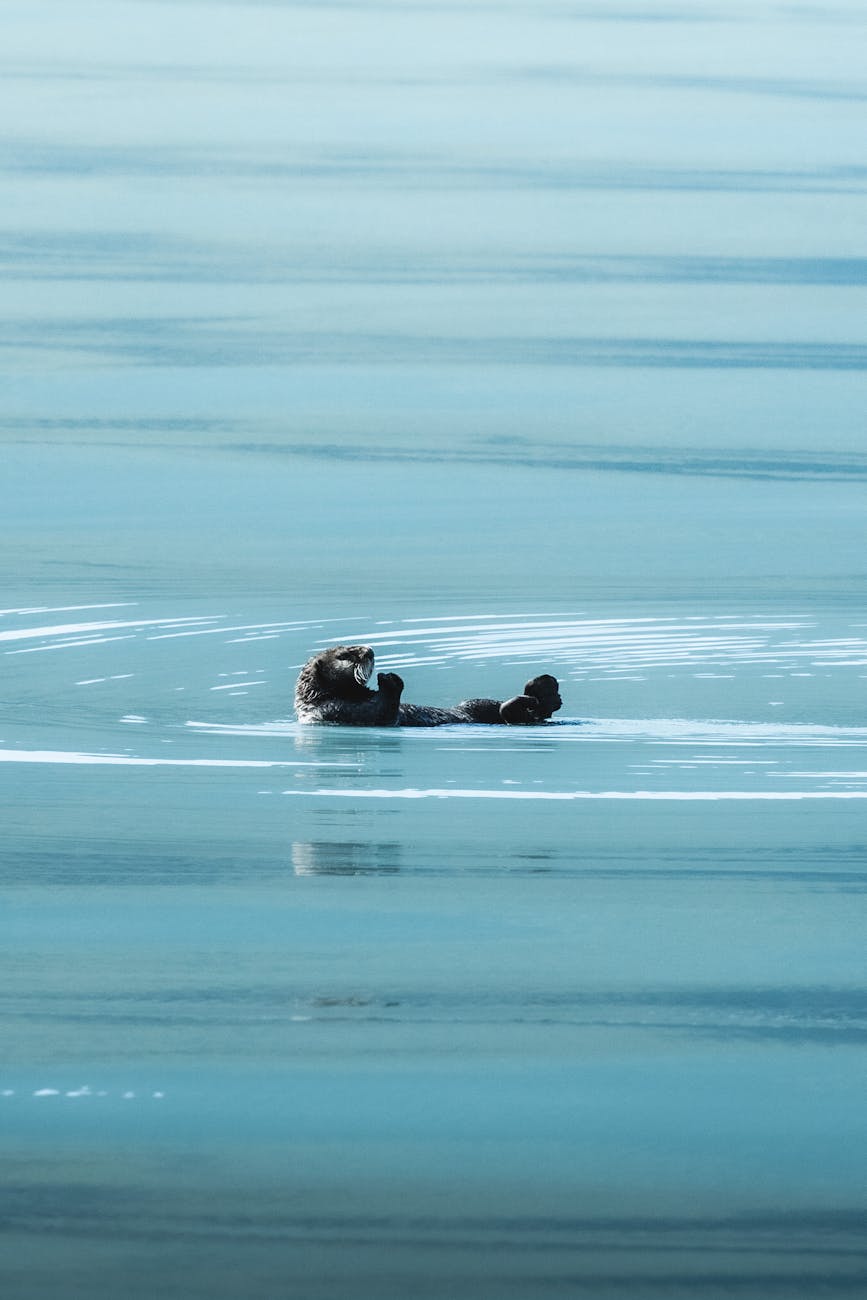 Sea otter - zdjęcie 2