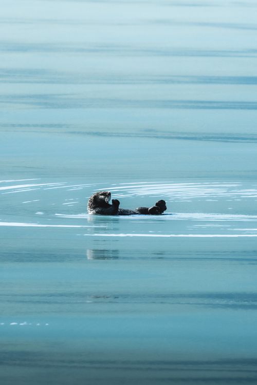 Free Tranquil scene of an otter lying on its back in serene blue waters. Stock Photo