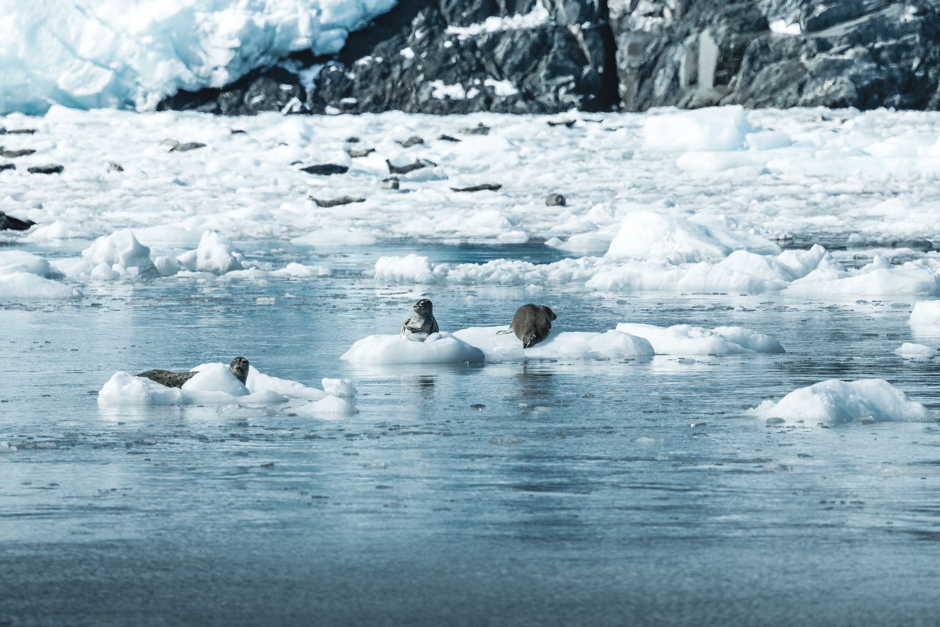 View of Seals Lying on the Ice on the Shore
