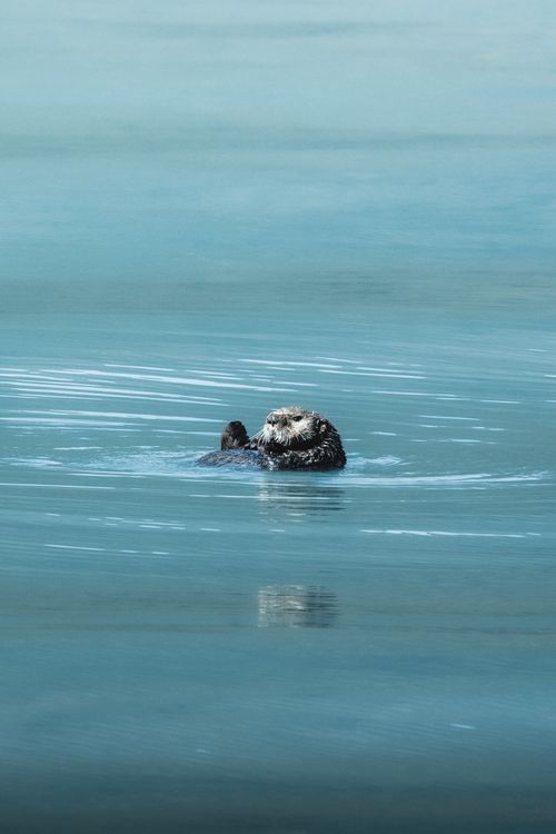 Free A serene sea otter peacefully floating in calm, blue ocean waters, showcasing wildlife beauty. Stock Photo