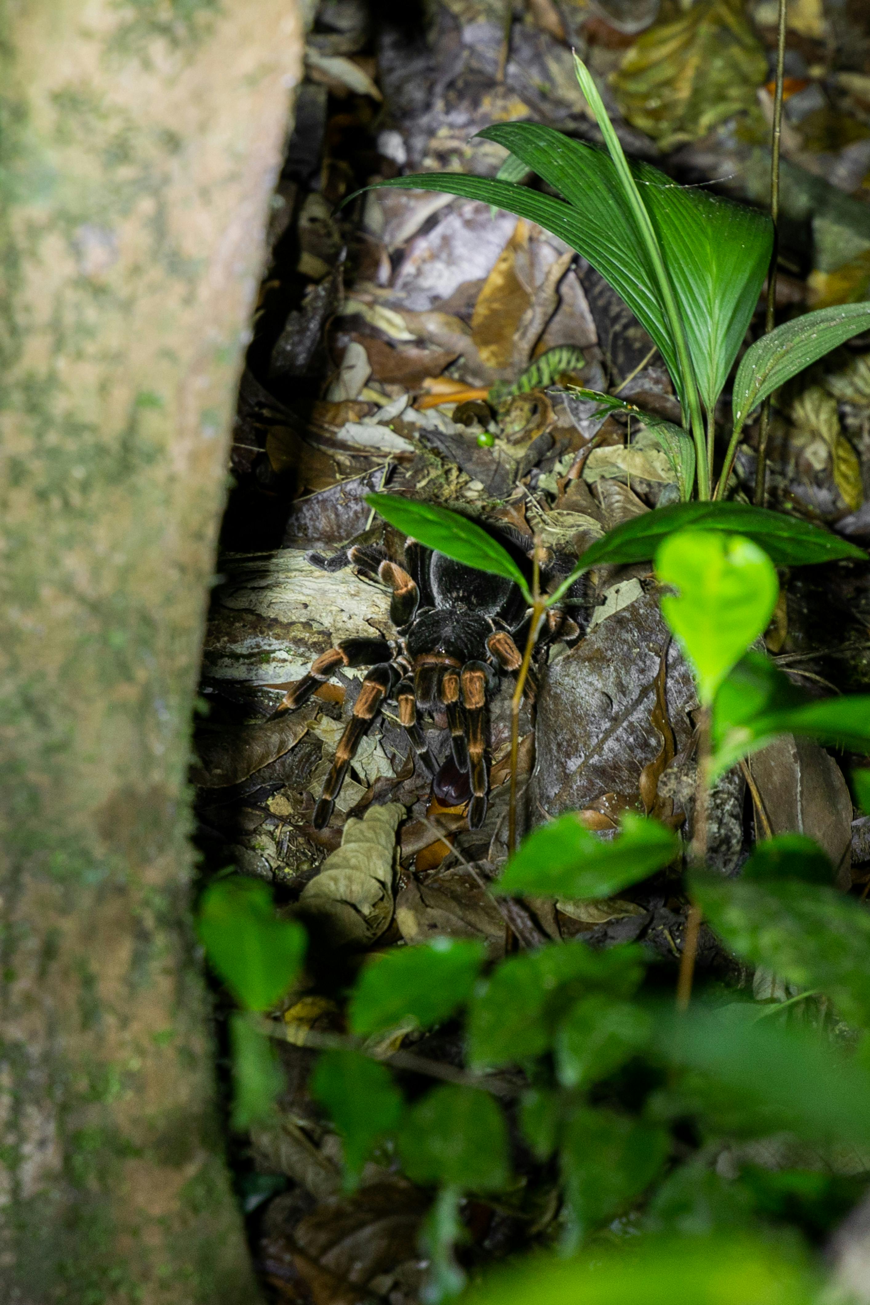 Amazonius