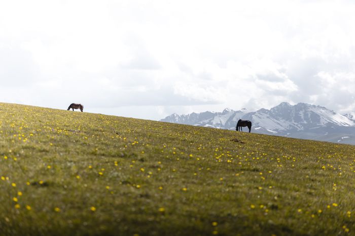 Ponies grazing in a mountain meadow — photo by Tomáš Malík on Pexels