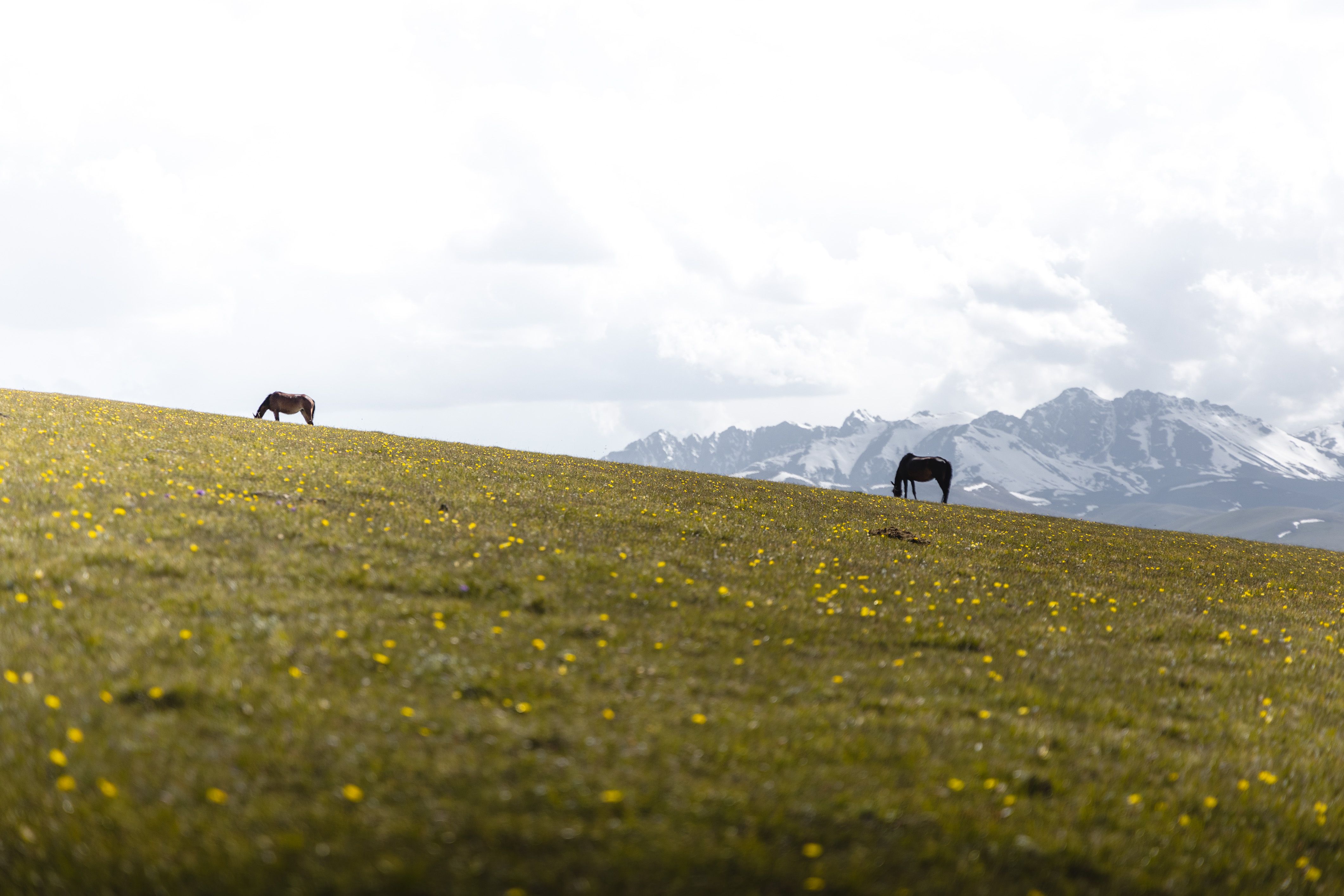 Photo of Horses Grazing on a Pasture in the Mountains · Free Stock Photo