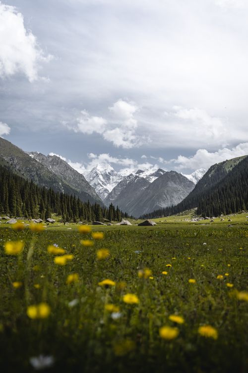Free Breathtaking mountain landscape with yellow wildflowers in lush valley under cloudy sky. Stock Photo