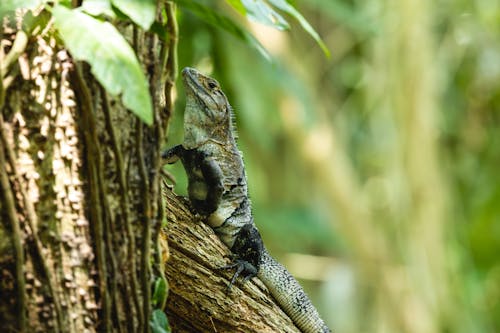 A lizard is sitting on a tree branch