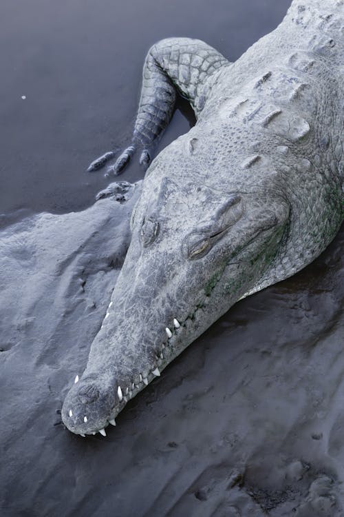 A large alligator laying on the ground in the water