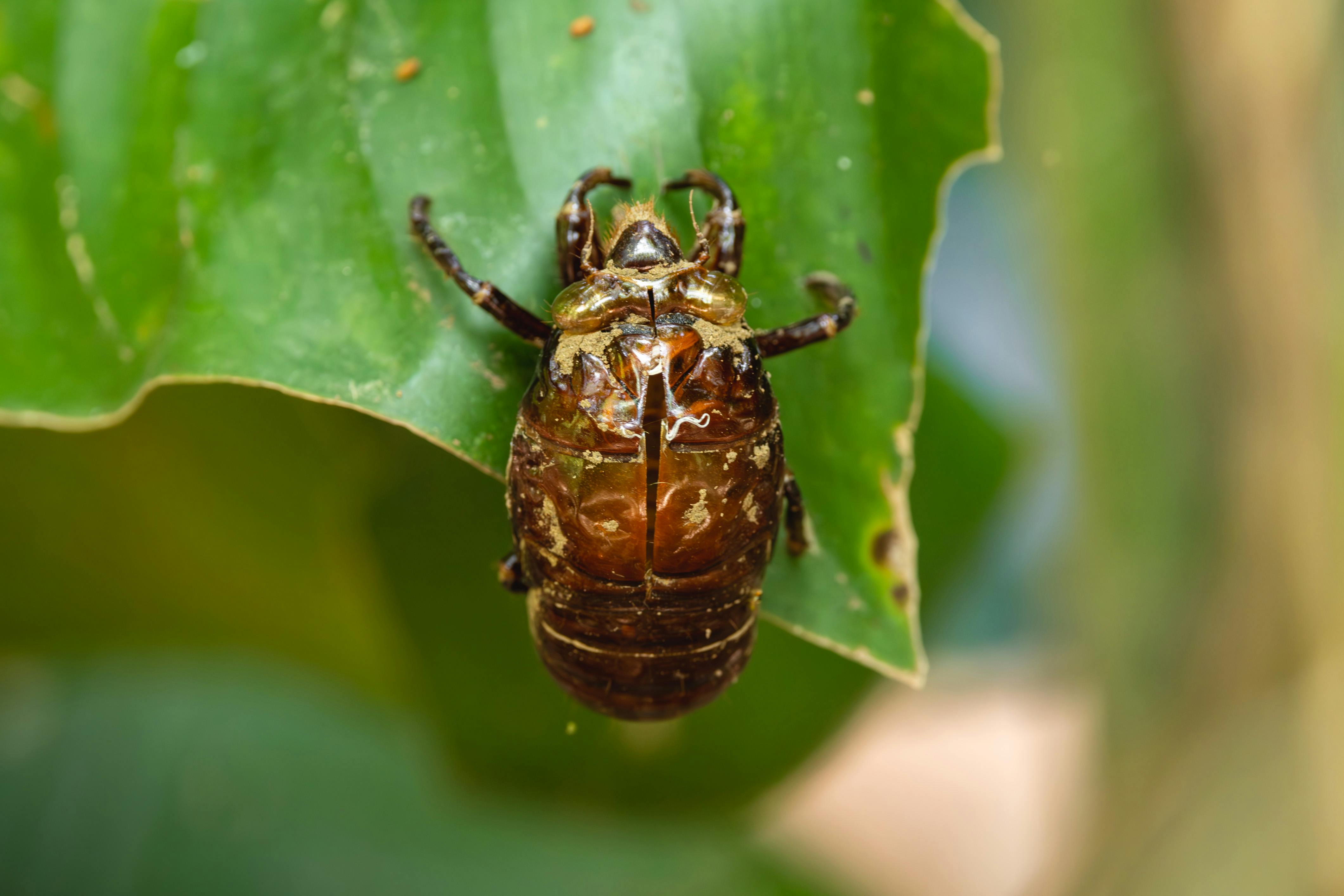 Bug Close Up Photos, Download The BEST Free Bug Close Up Stock Photos ...