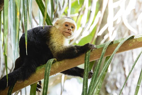 A white and black monkey sitting on a tree branch