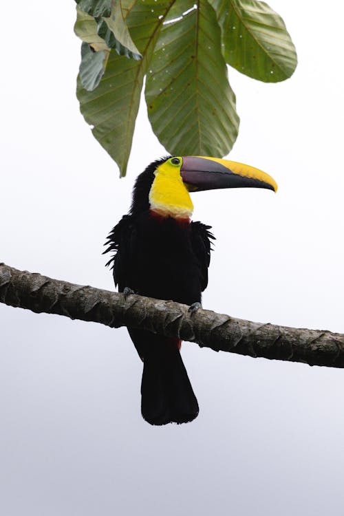 A toucan perched on a branch with leaves