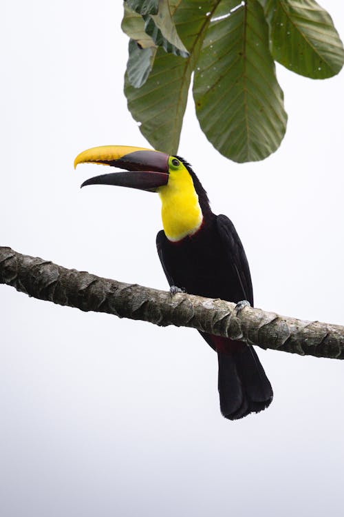 A toucan perched on a branch