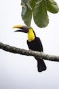 Chestnut-mandibled Toucan on Branch