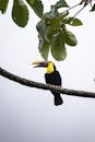 Chestnut-mandibled Toucan in Nature