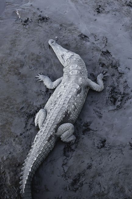 Black and white photo of a crocodile resting on a muddy surface.