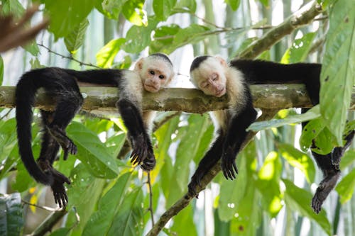 Two white faced monkeys are hanging from a tree branch