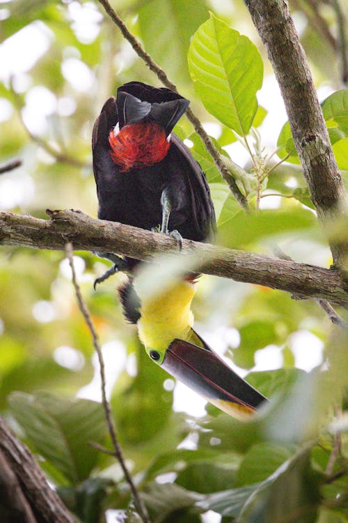 A bird with a red beak sitting on a tree branch