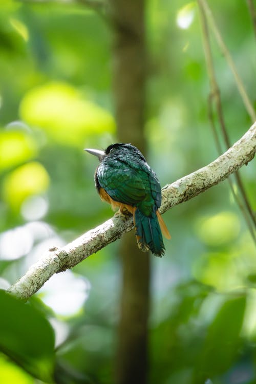 A small bird perched on a branch in the forest