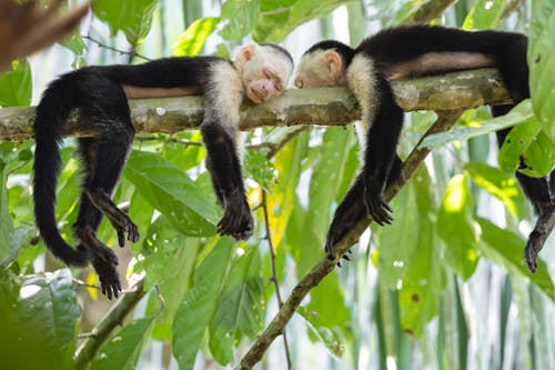Two white faced monkeys sleeping on a branch