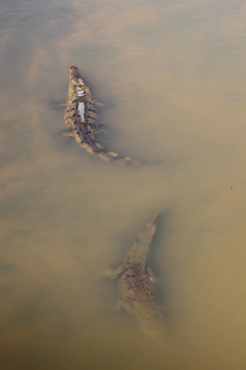Two alligators swimming in a body of water