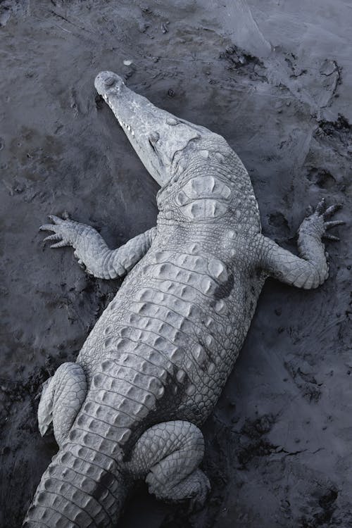 A large alligator laying on the ground in the water