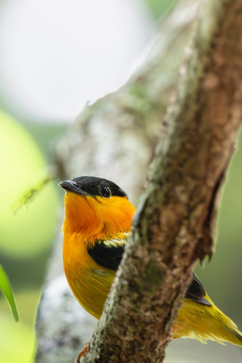 A small bird sitting on a tree branch