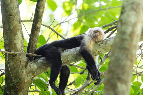 A white faced monkey sleeping in a tree