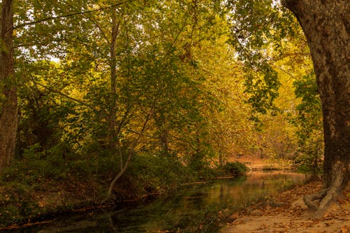 Foto profissional grátis de bosque, paraje natural