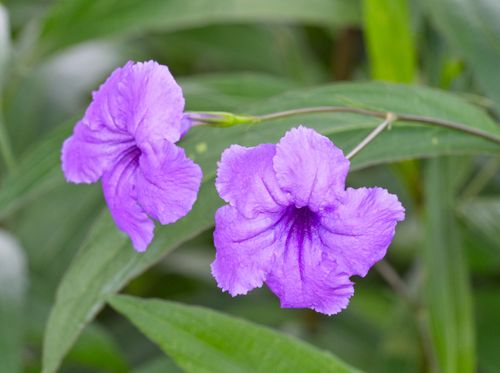 Free Close-up of vibrant purple Ruellia flowers with lush green foliage in a garden setting. Stock Photo