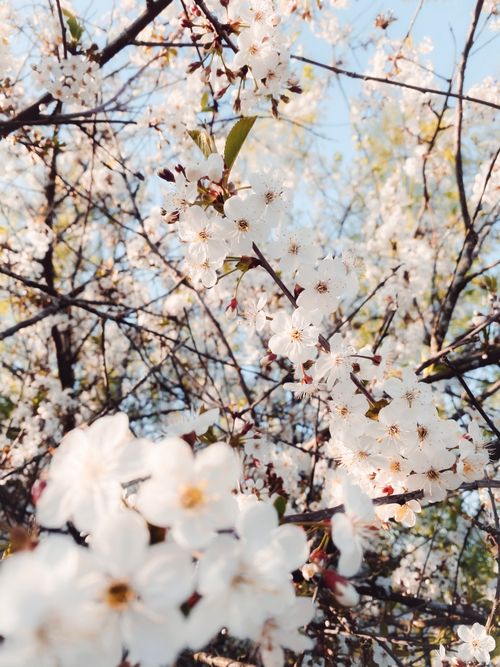 Free Stunning close-up of cherry blossoms in full bloom against a clear spring sky. Stock Photo