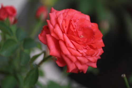 Free Elegant close-up of a vibrant pink rose in full bloom, showcasing delicate petals and natural beauty. Stock Photo
