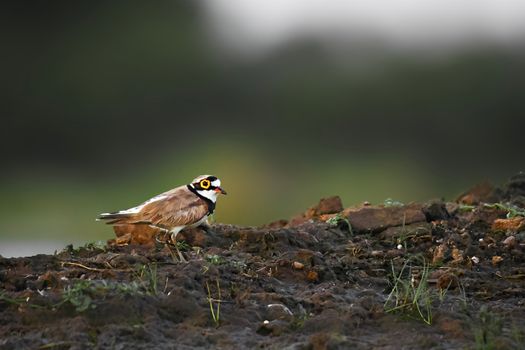 Little Ringed Plover on Ground