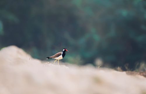 Free Red-wattled lapwing perched on rocks, showcasing wildlife beauty. Stock Photo