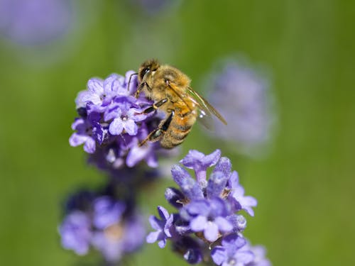 Ilmainen kuvapankkikuva tunnisteilla ampiainen, hunaja, hyönteinen