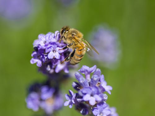 A bee is on a lavender flower with green background