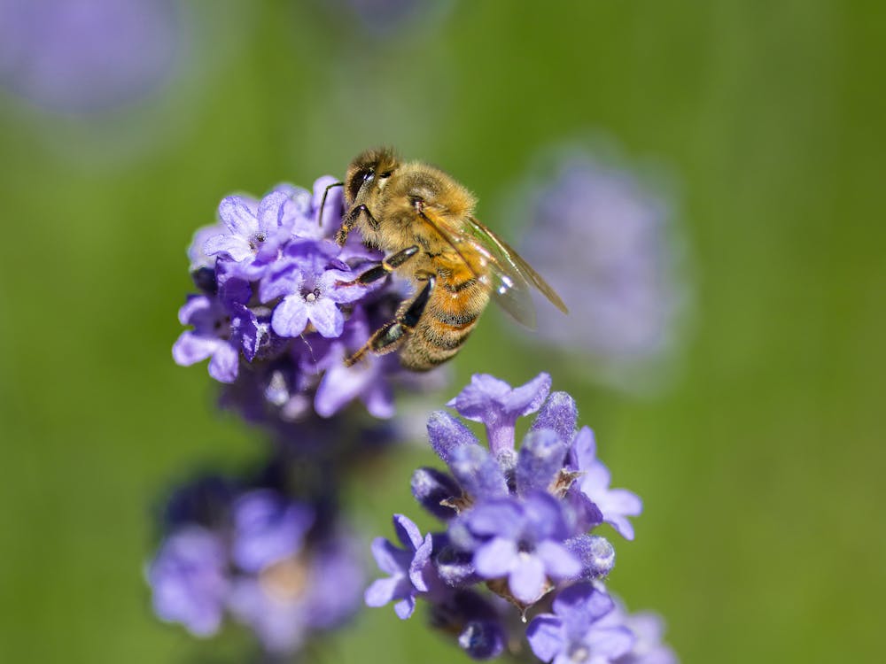 Kostnadsfri bild av bi, blomfotografi, blomma