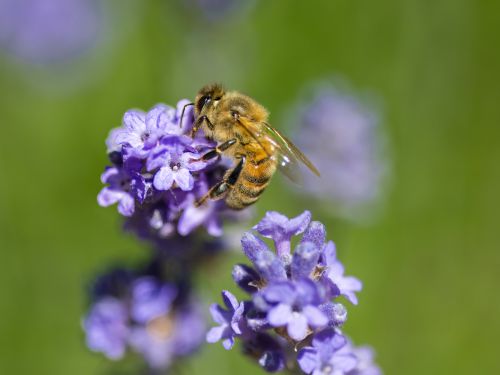 Free Close-up of a honey bee gathering nectar from blooming lavender in a garden setting. Stock Photo