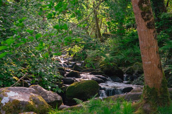 Woodland stream over mossy rocks — photo by Han-Chieh Lee on Pexels