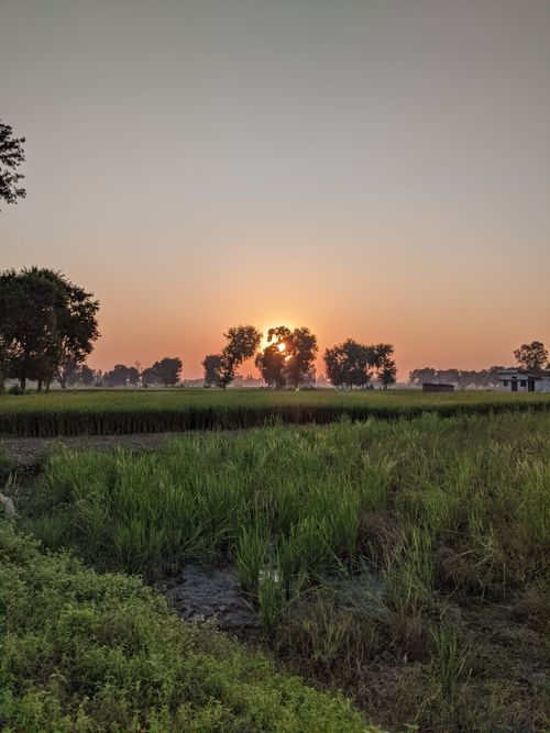Free Scenic sunset over lush green fields in rural Bhulepur, India. Stock Photo