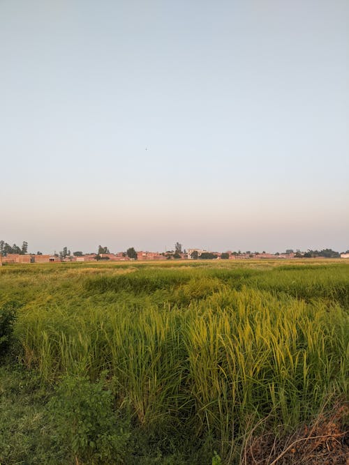 Darmowe zdjęcie z galerii z gospodarstwo, krajobraz, kukurydza