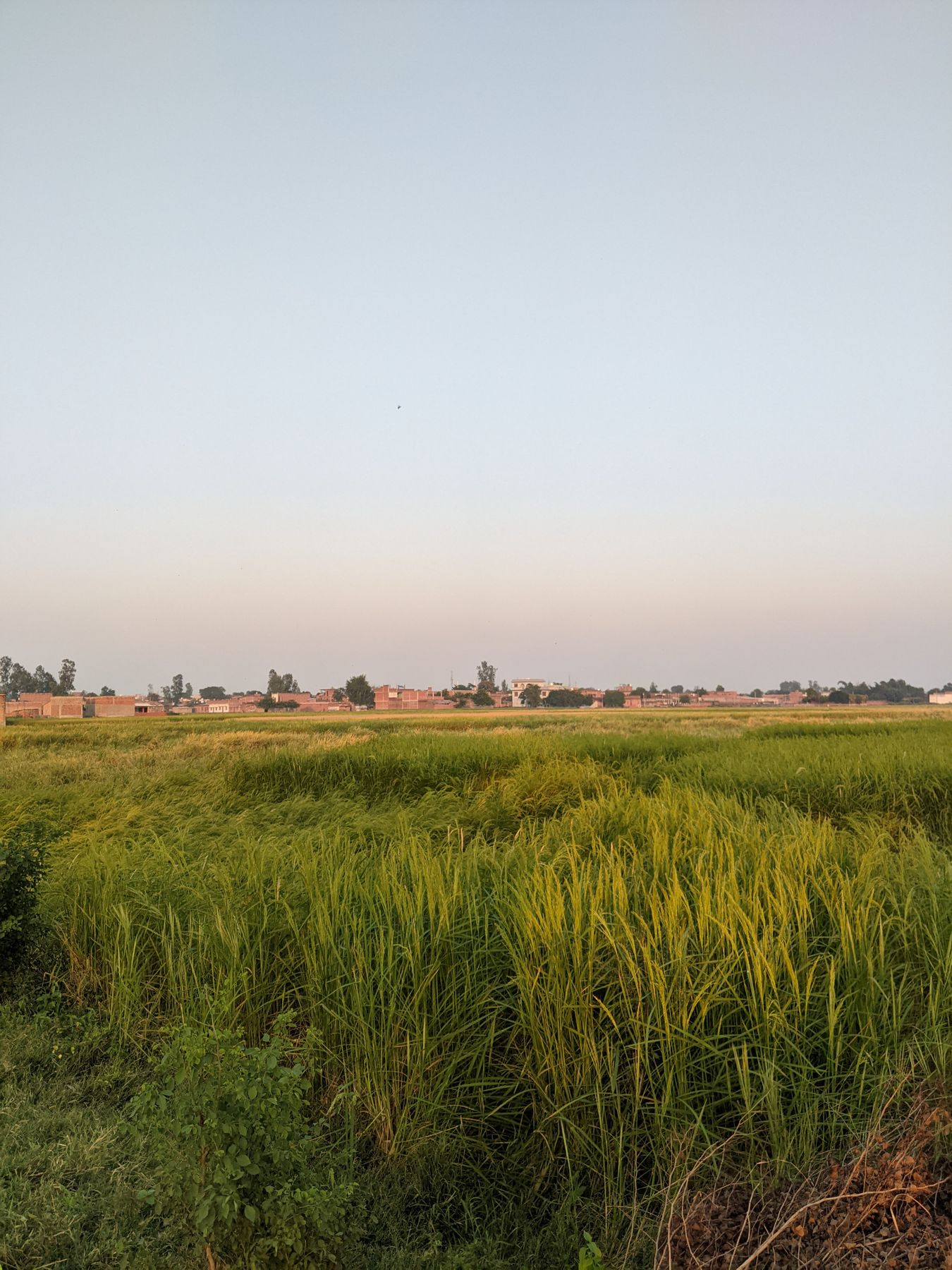Village