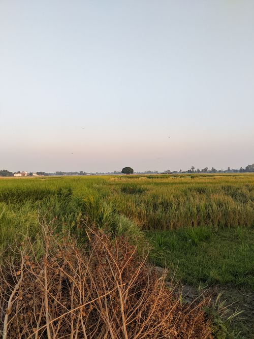 Free Tranquil countryside view with lush fields near Bhulepur, showcasing rural India. Stock Photo