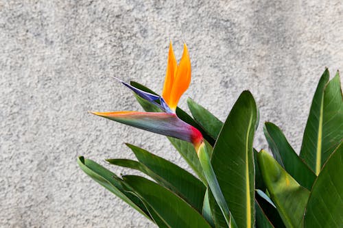 Orange Flower Plant Near Concrete Wall